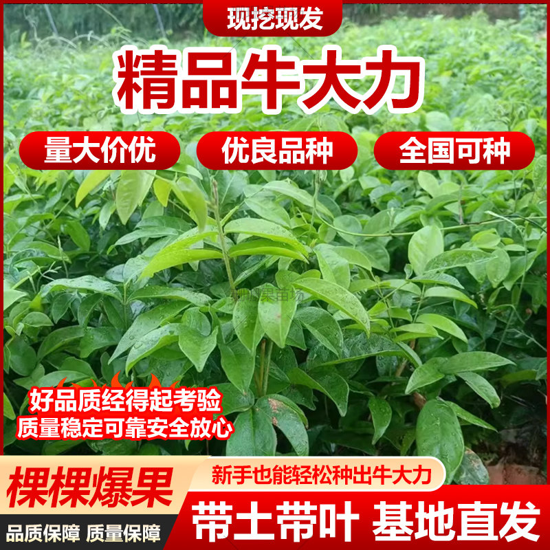 牛大力苗中小叶品种正宗细叶野生