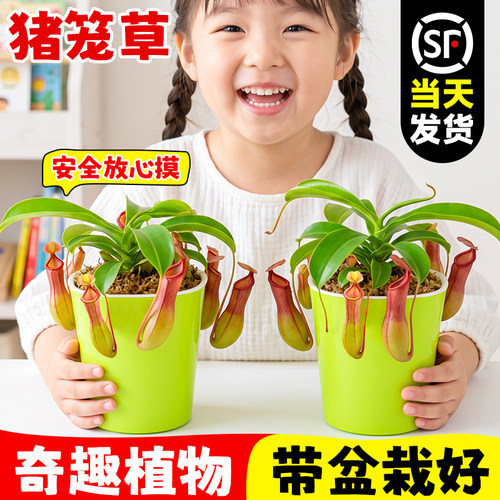 猪笼草盆栽捕蝇草儿童益智玩具趣味驱蚊食虫超大植物室内桌面好养