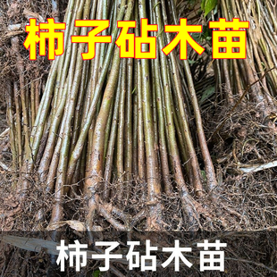 柿子实生苗柿子砧木嫁接脆甜柿子砧木现挖现发四川保湿发货