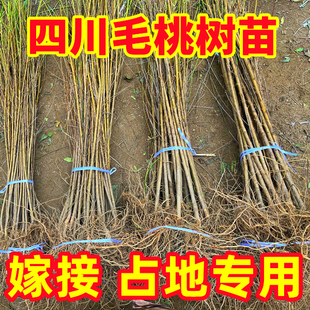 【现挖现发】毛桃树苗桃树砧木野生野生毛桃苗占地毛桃苗基地直发