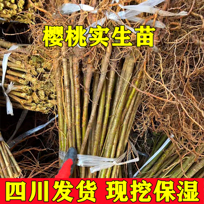 大青叶砧木现挖现发砧木