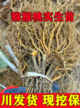 四川野生猕猴桃苗猕猴桃砧木苗母本实生猕猴桃苗未嫁接猕猴桃树