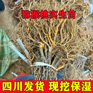 四川野生猕猴桃苗猕猴桃砧木苗母本实生猕猴桃苗未嫁接猕猴桃树