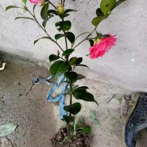 茶花树苗山茶花大树盆栽地栽室内庭院观花浓香型绿植花卉耐寒茶花