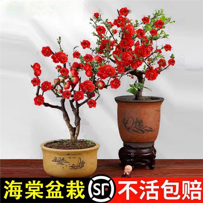 重瓣海棠花盆栽树苗室内老桩盆景花卉四季开花庭院耐寒好养活植物