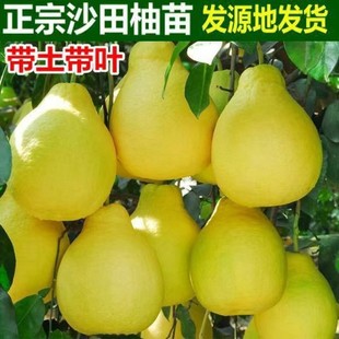 正宗容县沙田柚苗嫁接柚子树苗黄皮白肉柚子苗南方果树地栽