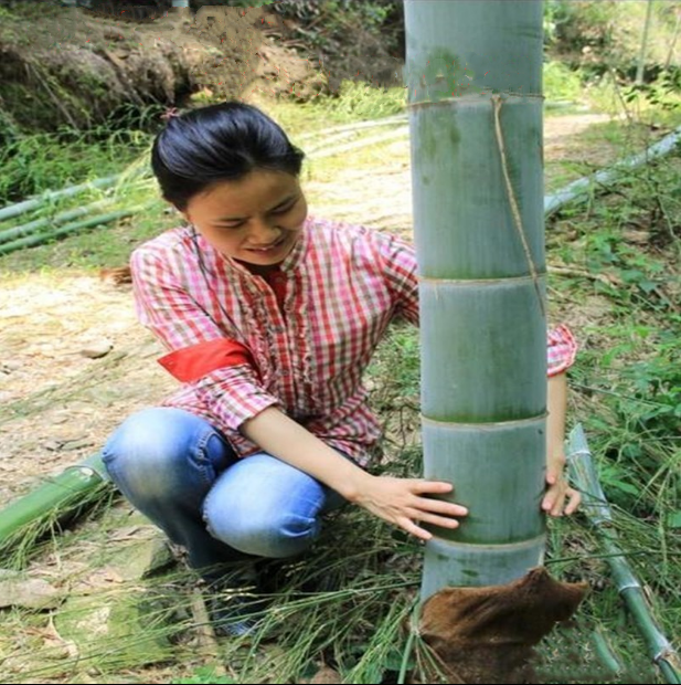 大型楠竹竹子苗毛竹绿化竹苗竹笋食用户外种植四季常青植物根庭院