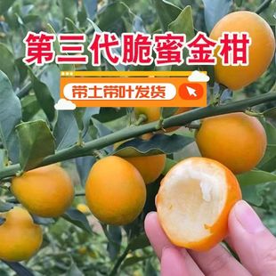 第三代融安脆蜜金桔苗脆皮金桔树苗滑皮盆地栽嫁接苗橘子树
