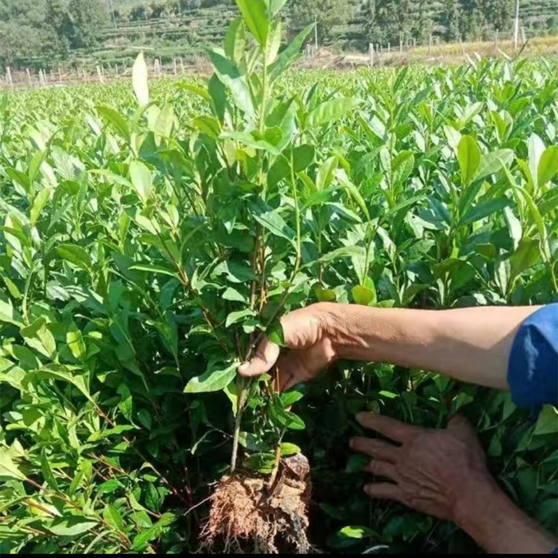 茶叶树苗春茶四季茶树白