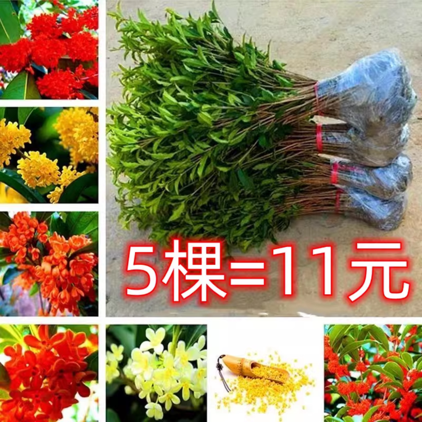 桂花树苗盆栽植物金桂丹桂四季桂阳台花卉观花观叶庭院珍珠彩叶桂