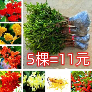 桂花树苗盆栽植物金桂丹桂四季桂阳台花卉观花观叶庭院珍珠彩叶桂