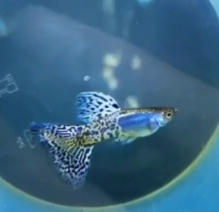 重金属兰草孔雀鱼