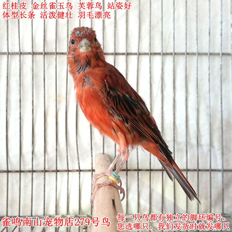 279号母鸟红桂皮金丝雀玉鸟芙蓉鸟体型好活泼健壮站姿好活体小鸟