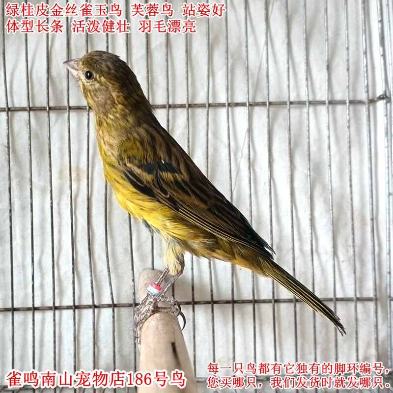 186号母鸟菊花顶绿桂皮金丝雀玉鸟芙蓉鸟体型好活泼站姿好母性好