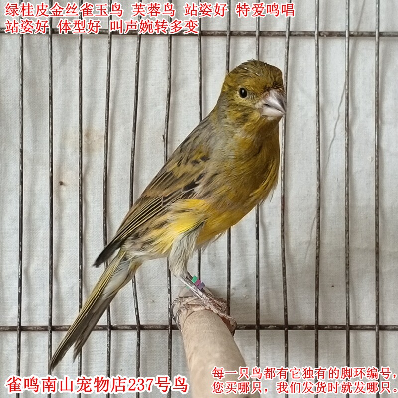 237号公鸟特爱叫绿桂皮金丝雀玉鸟芙蓉鸟 站姿好体型好 叫声婉转