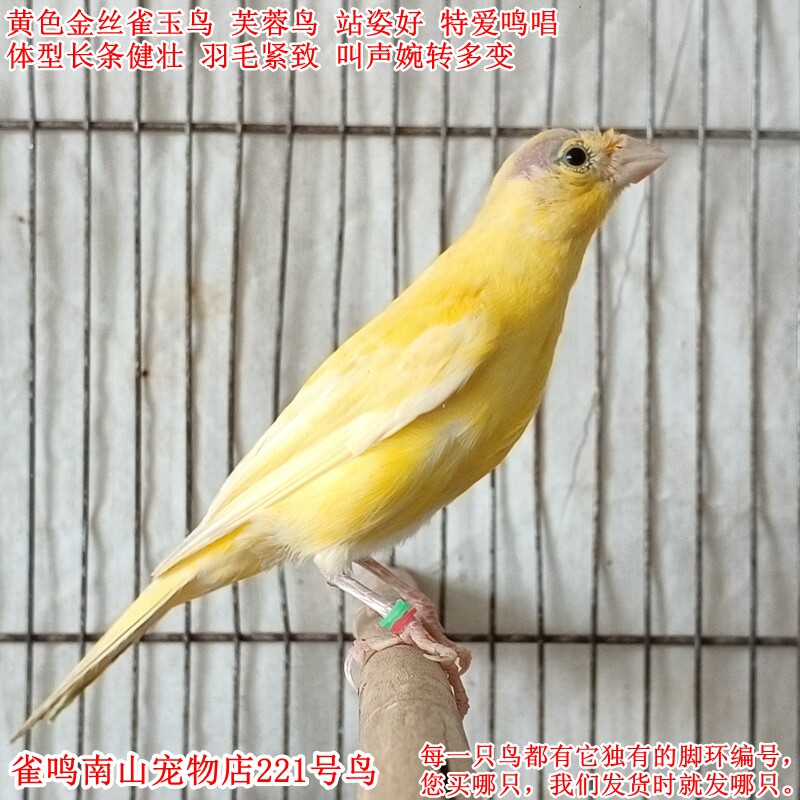 221号公鸟特爱叫黄色金丝雀玉鸟体型好站姿好叫声婉转羽毛紧致