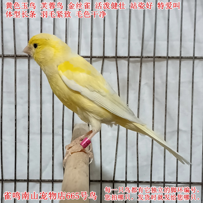665号种母鸟已可以生蛋繁殖黄色金丝雀玉鸟活体芙蓉站姿好体型好