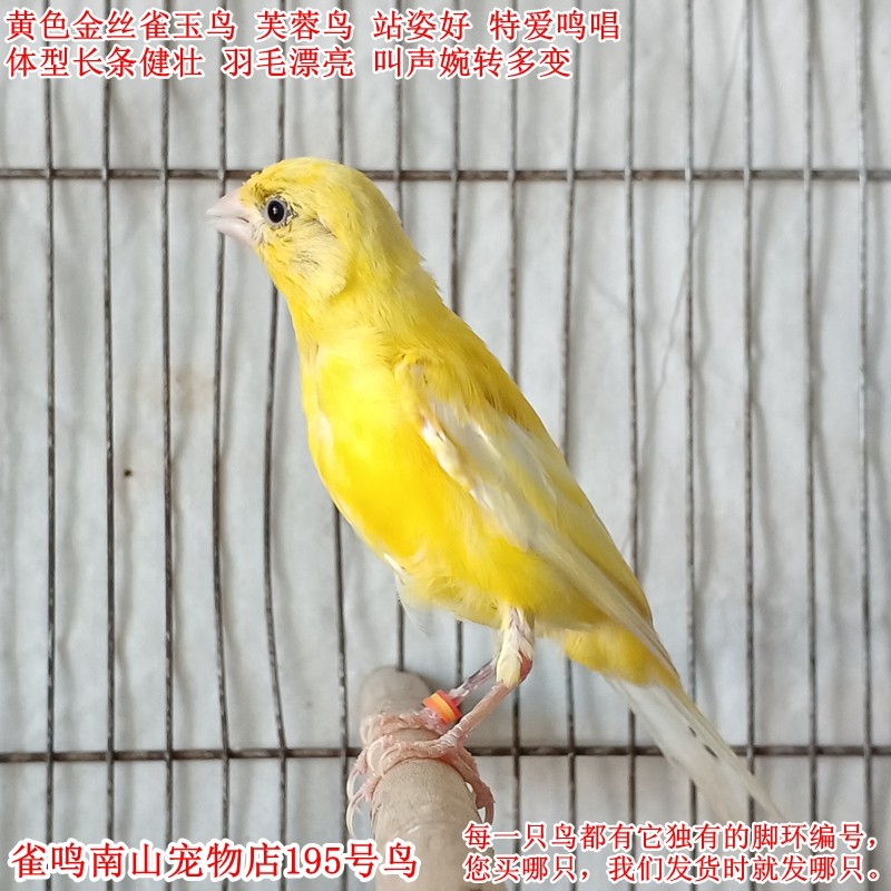 195号公鸟特爱叫黄色金丝雀玉鸟活体站姿好叫声婉转羽毛漂亮
