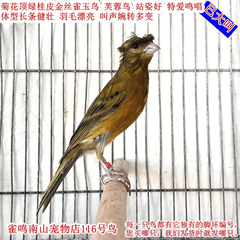 116号公鸟已大叫 菊花顶绿桂皮金丝雀玉鸟体型长条活泼健壮站姿好