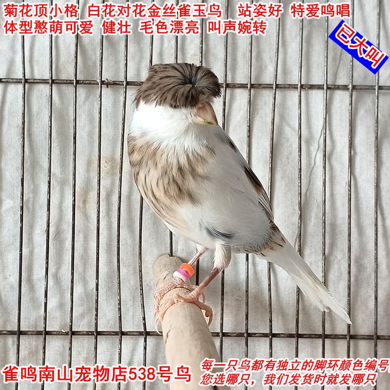 538号公鸟已大叫菊花顶小格白花