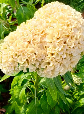 白色鸡冠花花籽苗耐旱耐热四季种易活盆栽庭院扇状凤尾种子阳台