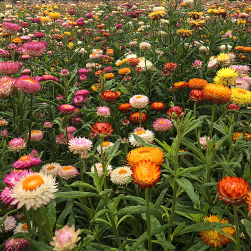 麦秆菊种子春秋播多年生混色阳台花卉盆栽庭院观花种子蜡菊花种籽