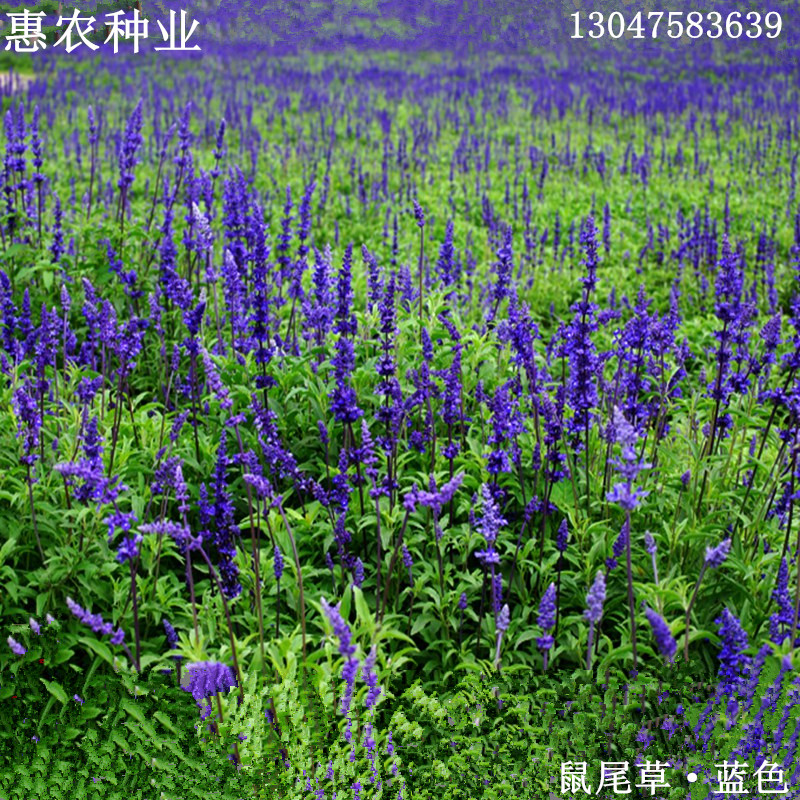 鼠尾草 多年生芳香植物香薰一串蓝一串红园林绿化花海鼠尾草种子