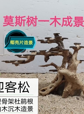 莫斯树迎客松一木成景草缸造景骨架椰壳定植片蘑菇头摩斯树巴西树