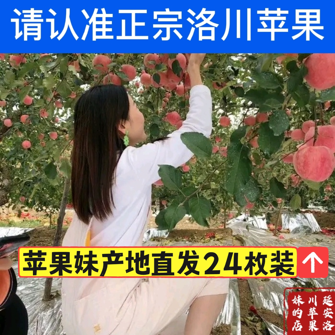 陕西延安洛川苹果妹24枚红富士正宗新鲜水果当季水果产地现摘直发