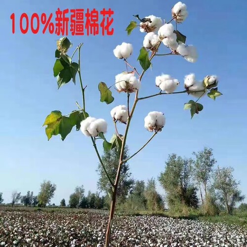 棉花被尉犁县丝路银絮棉