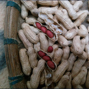 包邮 农家红皮衣生花生带壳晒干 红皮花生新货花生可做种子3件