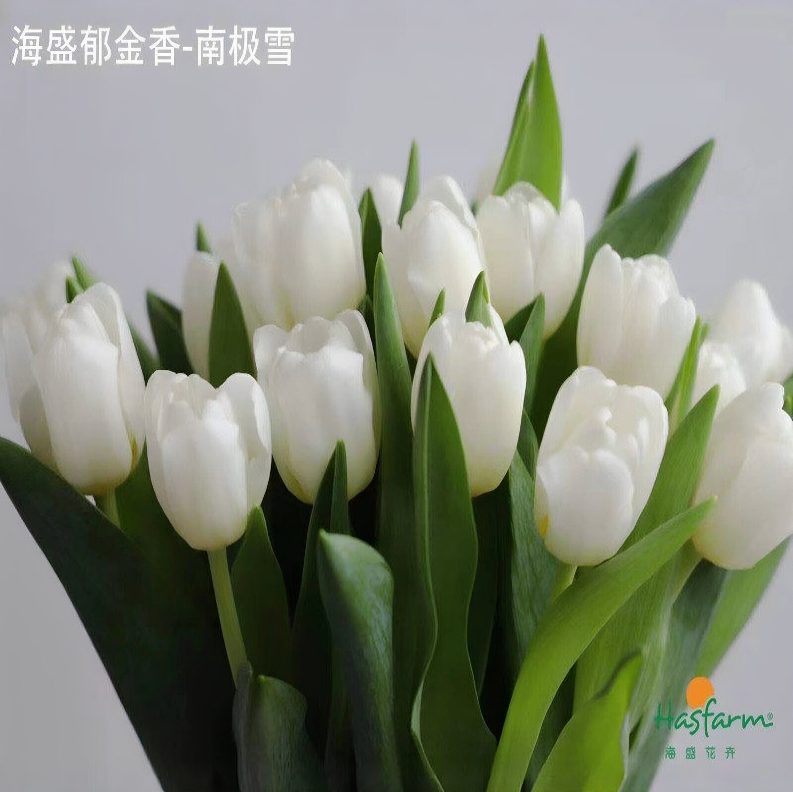 北京同城速递郁金香水培花材同城
