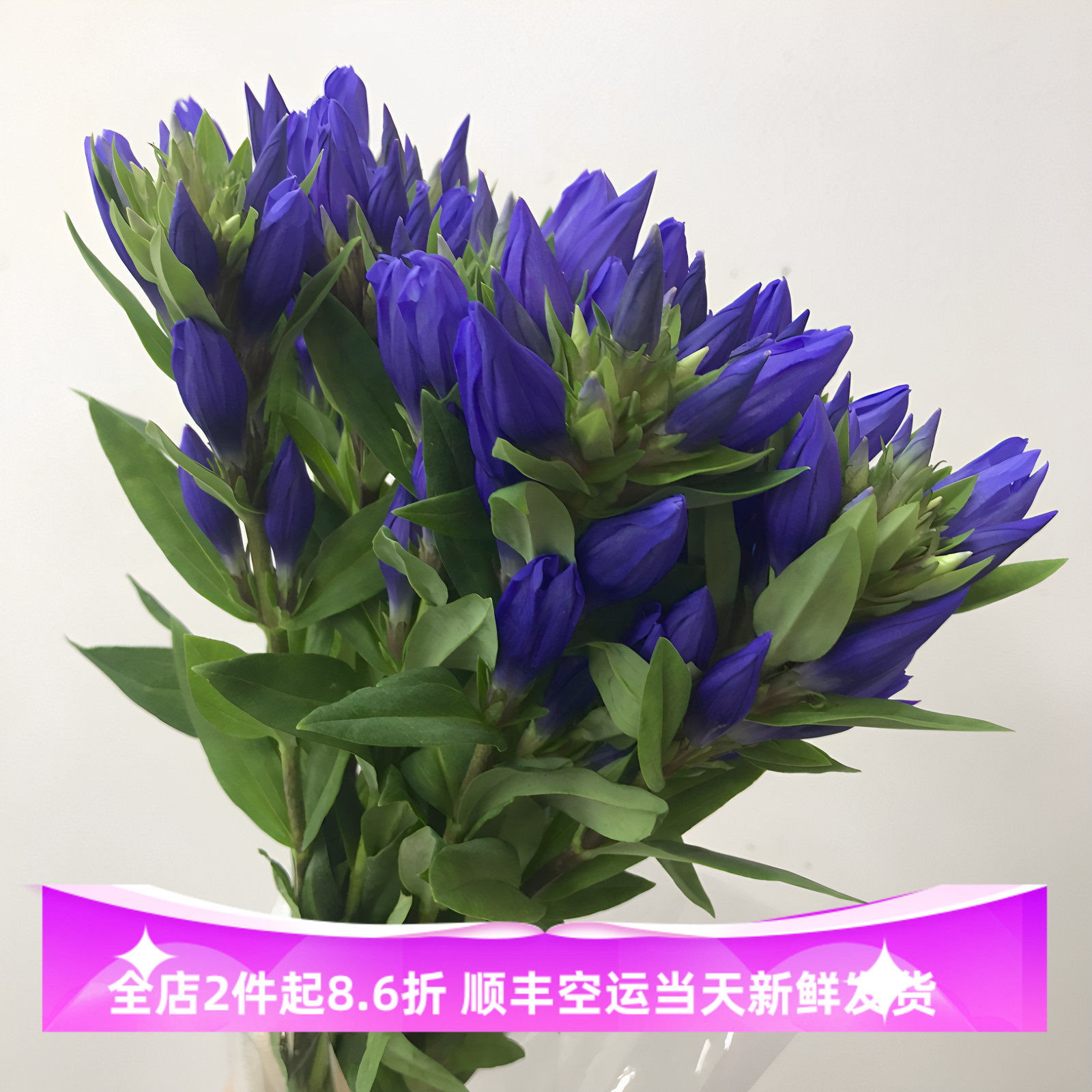 日本龙胆花水培10枝顺丰空运