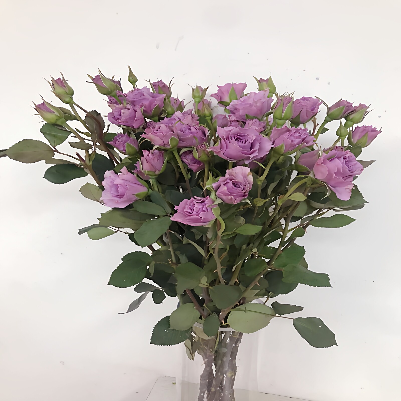 蜻蜓多头玫瑰鲜切花北京同城送礼