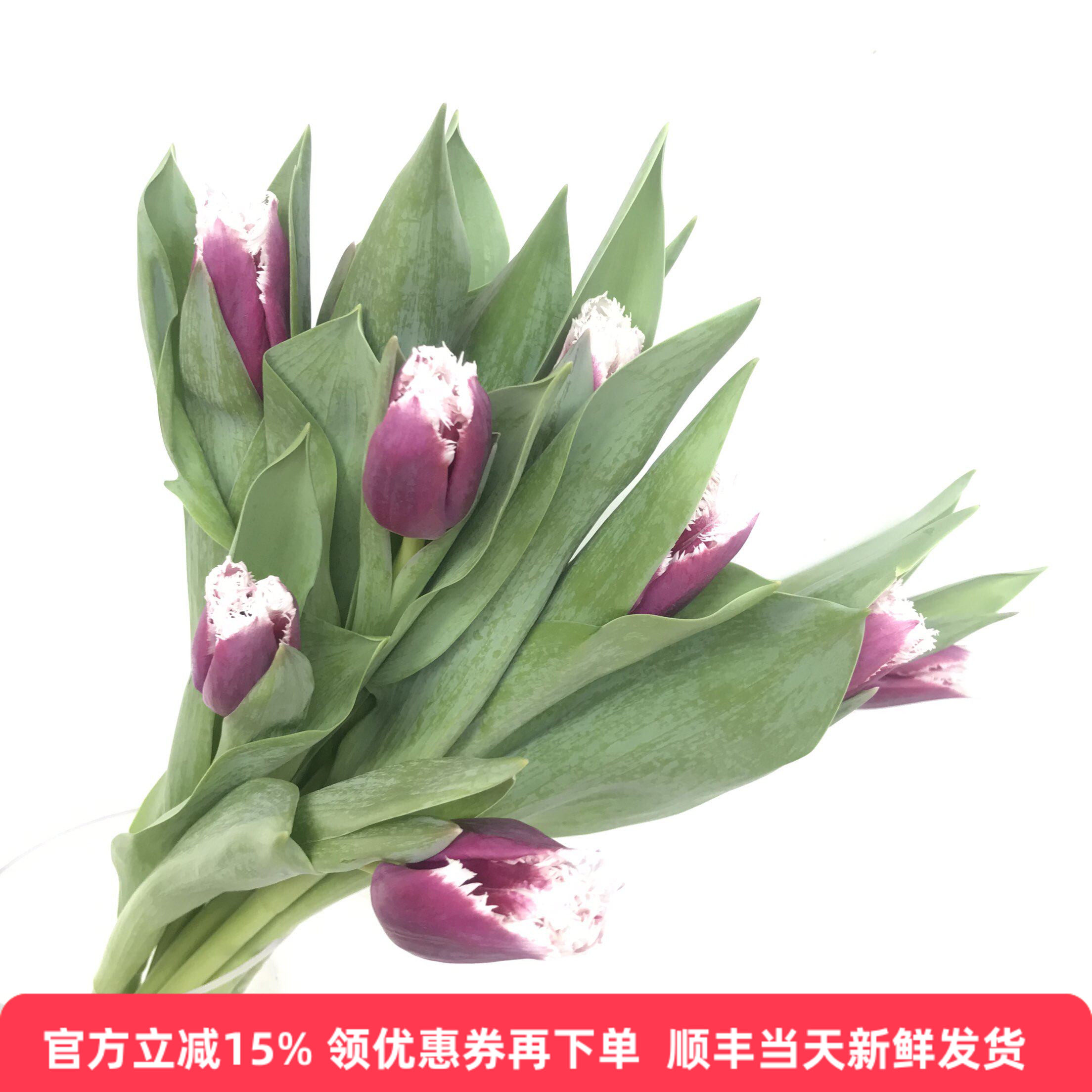 荷兰紫霞仙子郁金香鲜切花速递