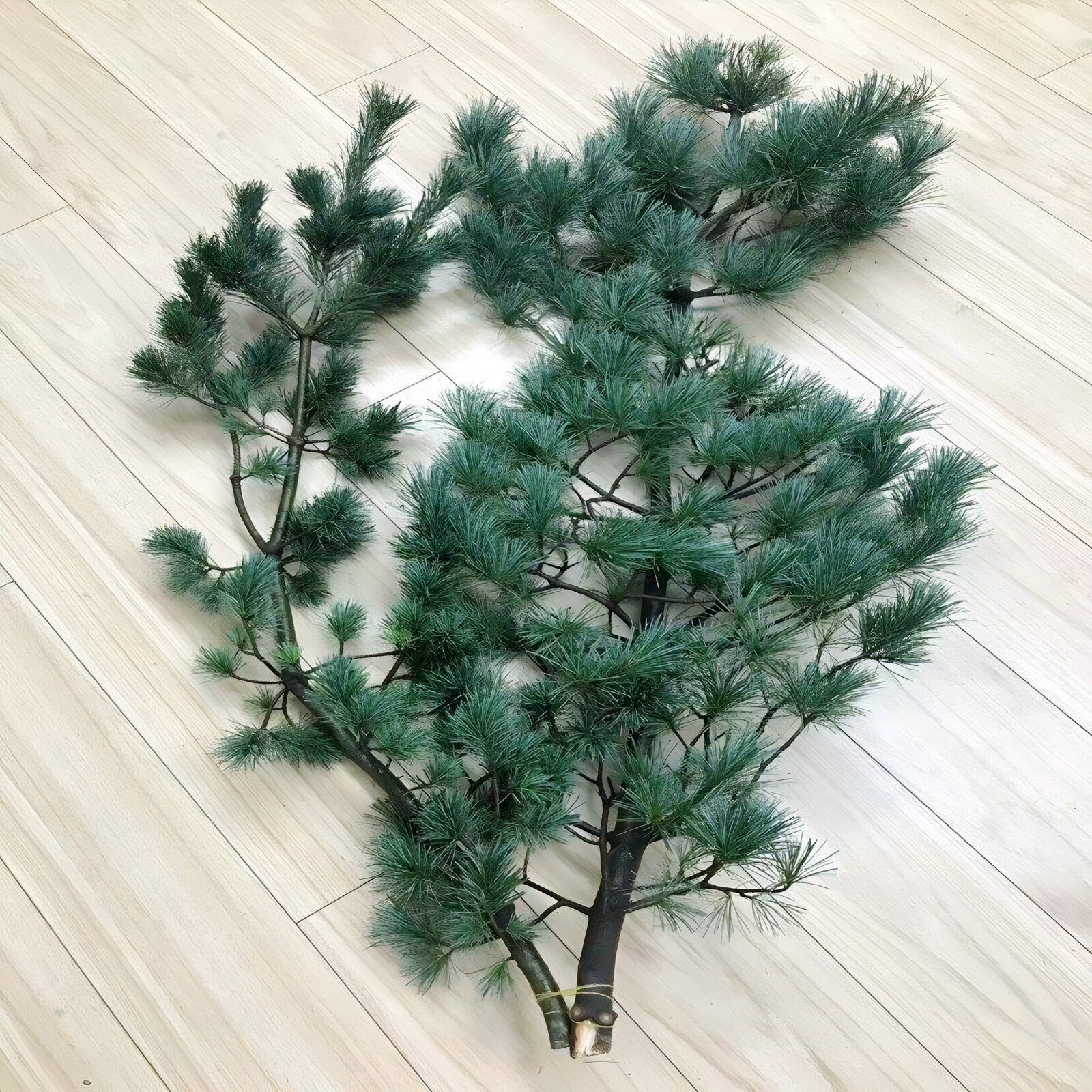 五针松鲜切枝圣诞节松树鲜花插花水养花期长中国风花艺顺丰全国速