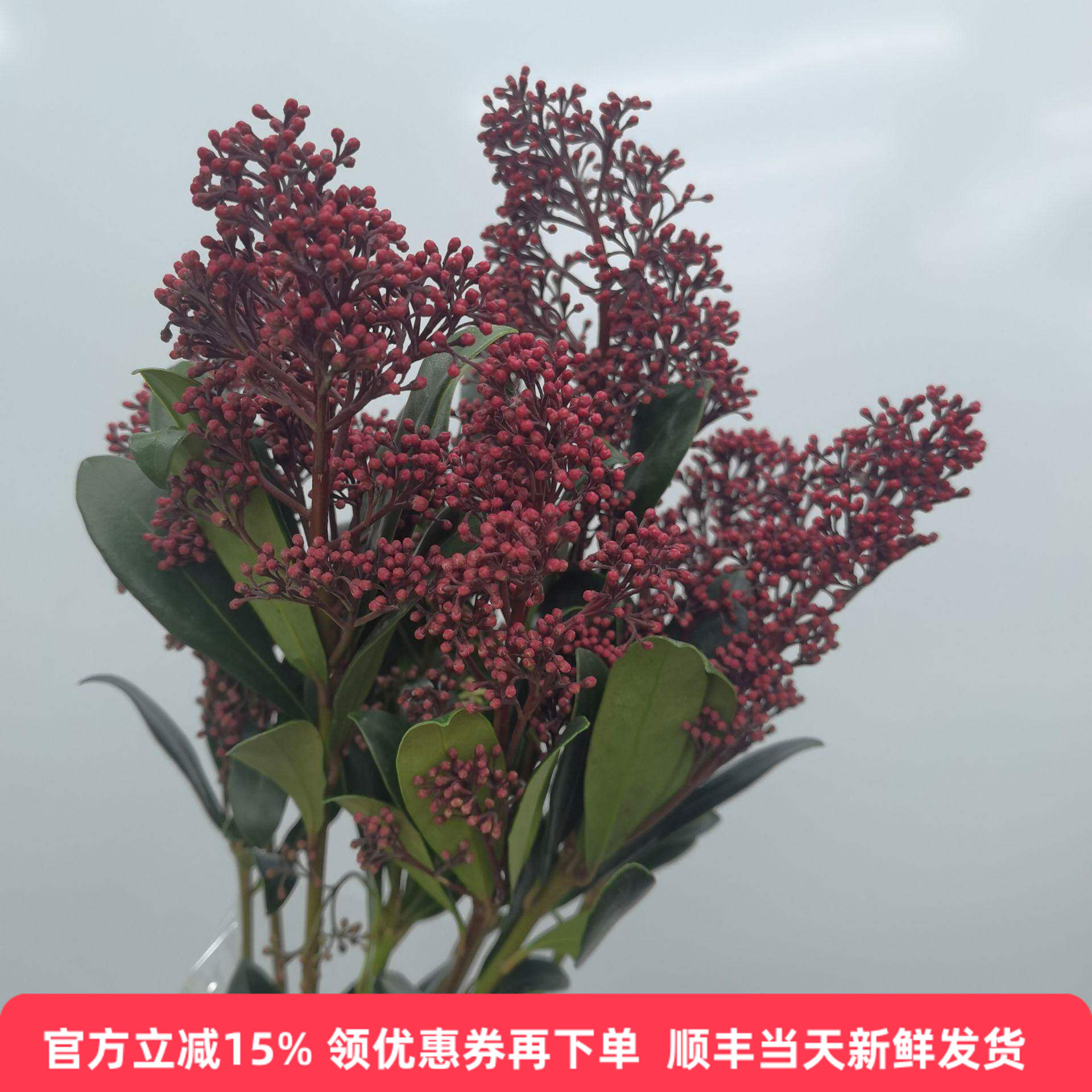 进口花材茵芋花水培鲜花同城配送