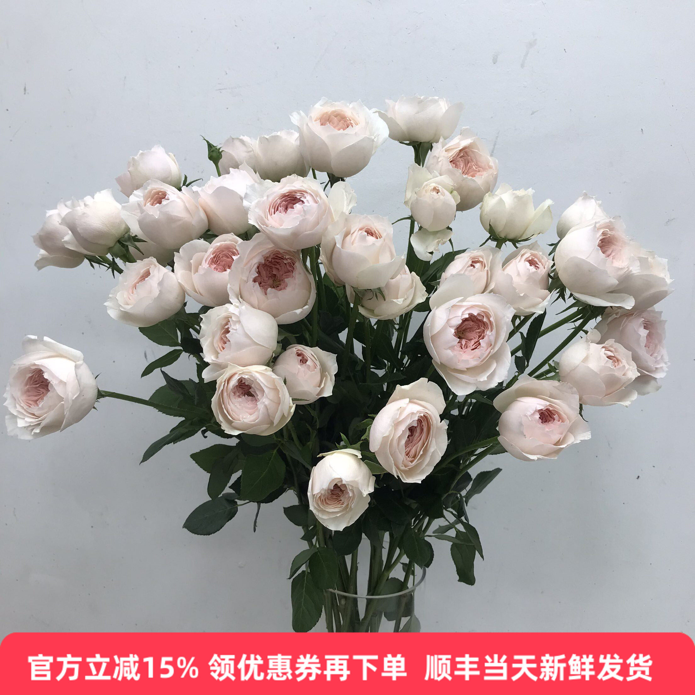 奥斯汀蔷薇迪奥小姐多头小玫瑰花
