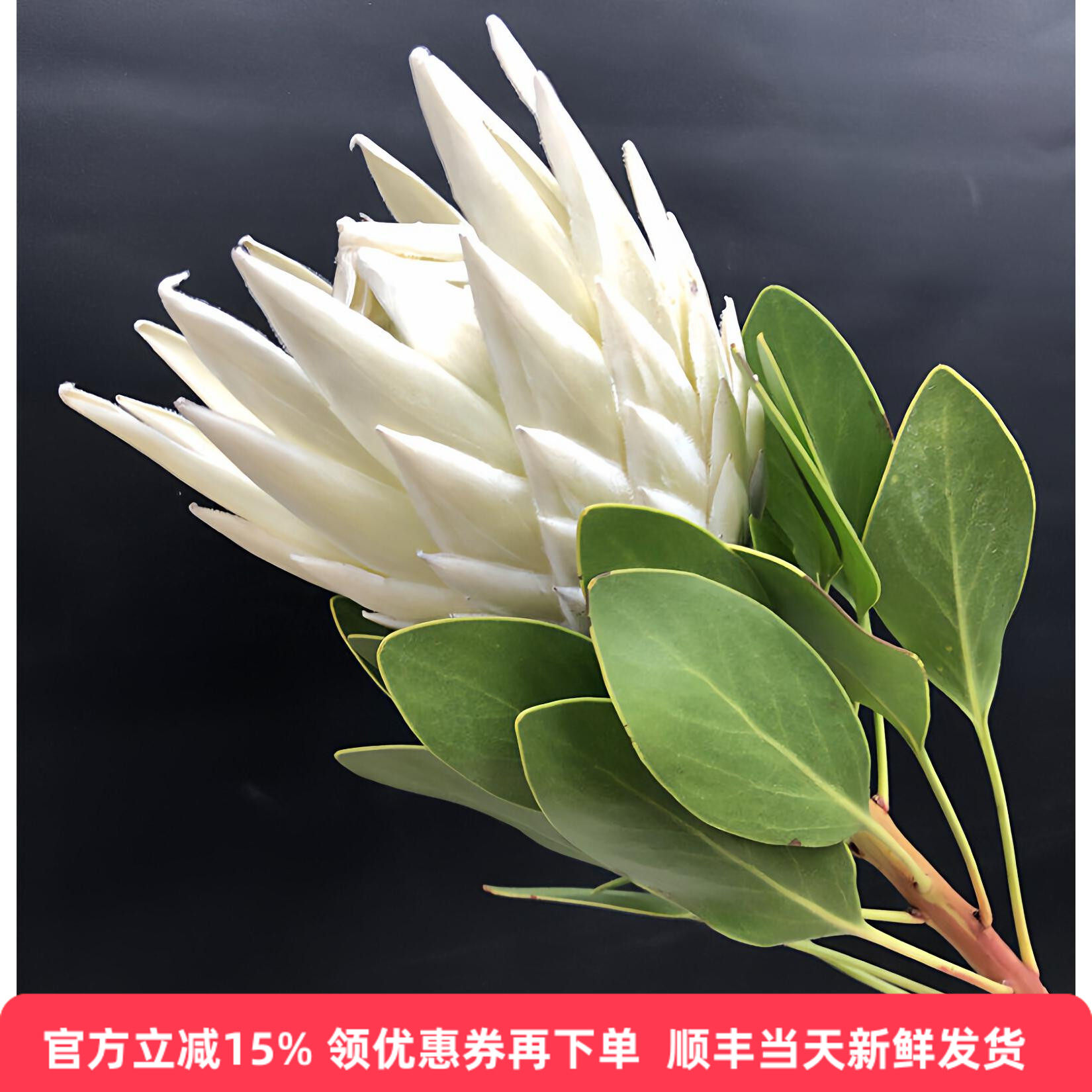 进口白色帝王花婚礼鲜花同城速递