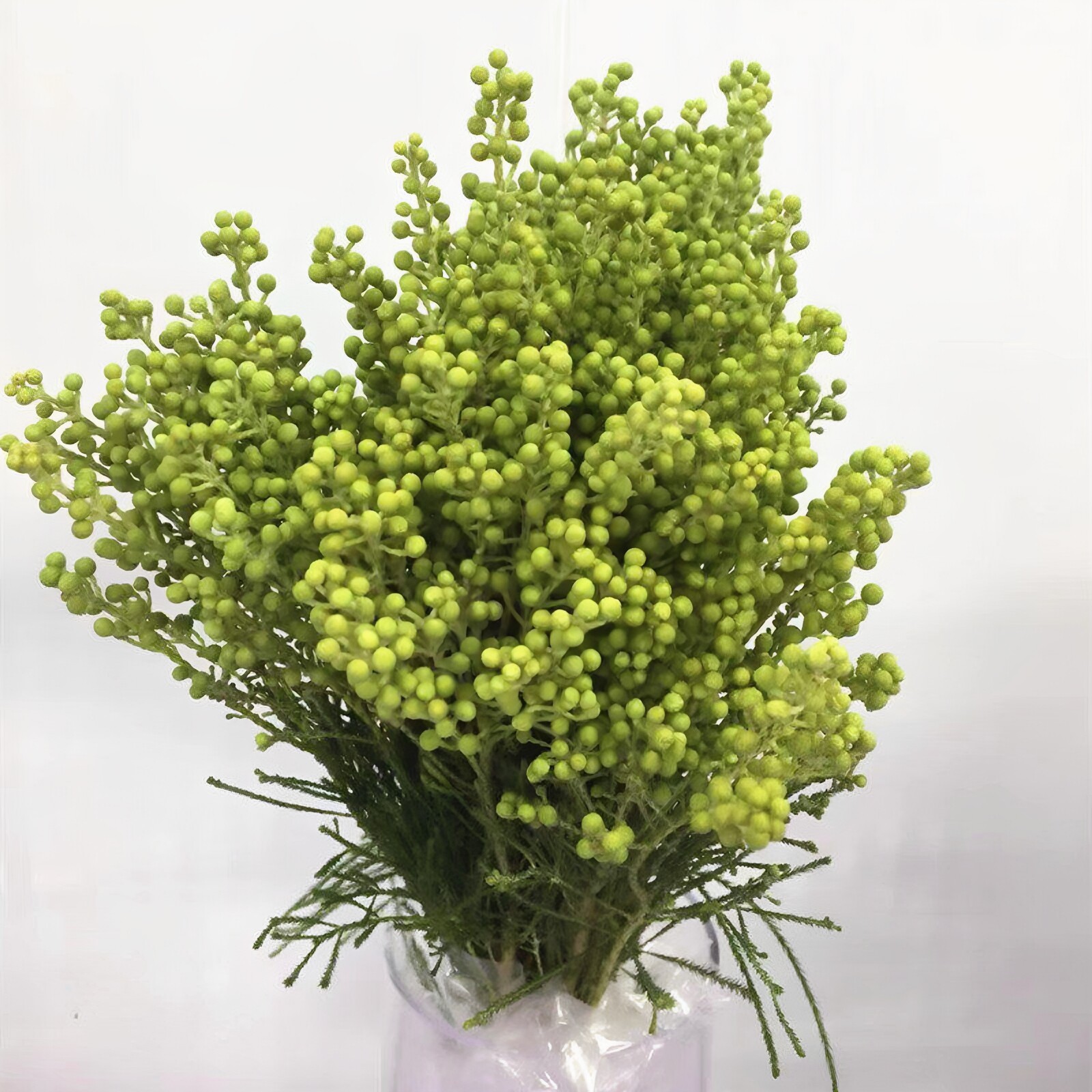绿珊瑚果木本花椒果风干插花