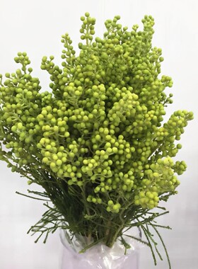 绿珊瑚果木本花椒果风干插花