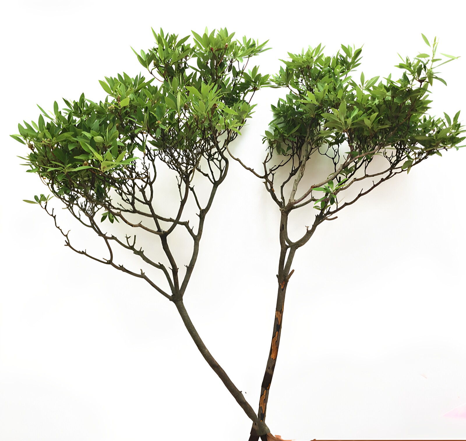 杜鹃树枝鲜切花雀舌绿叶水培鲜花