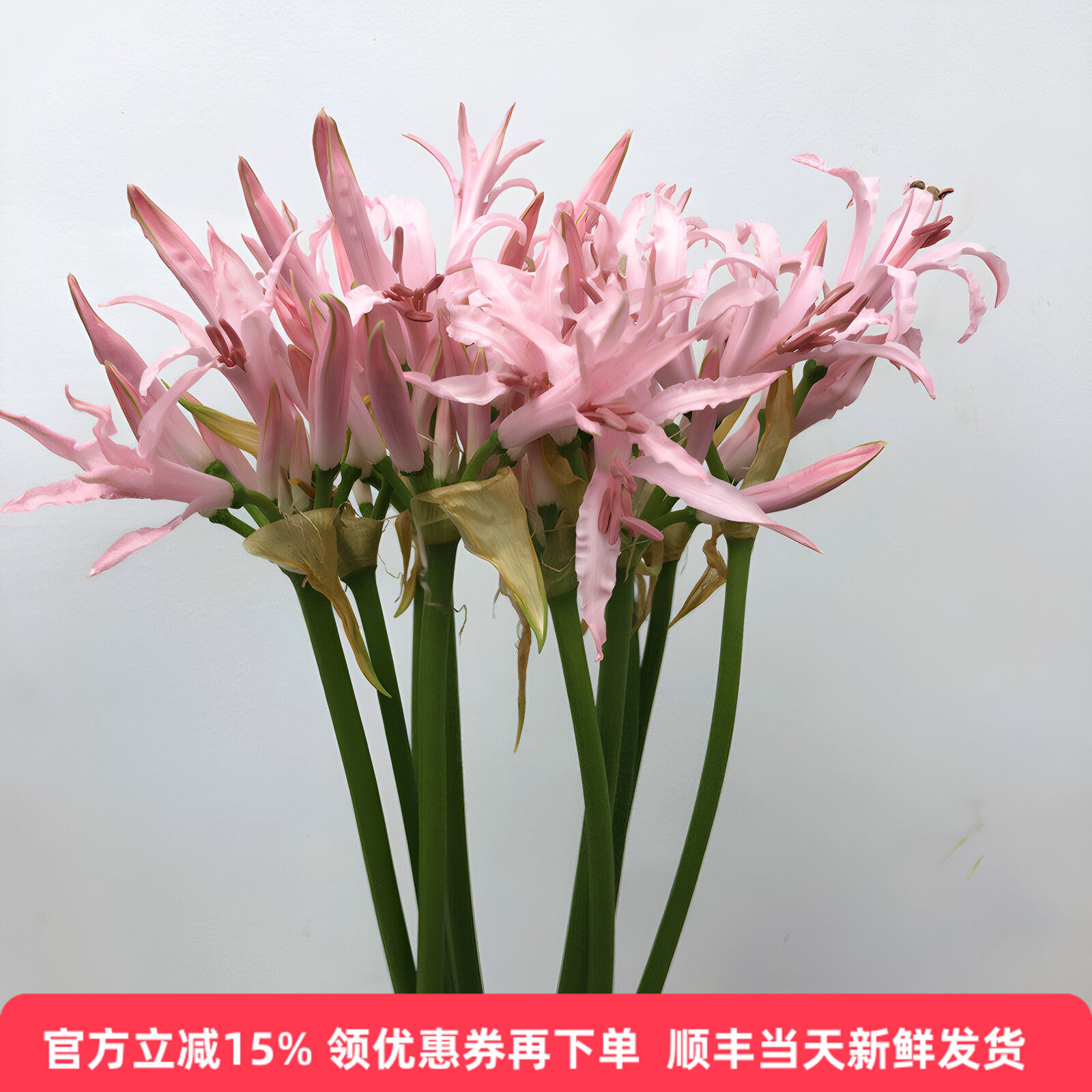 彼岸花鲜花曼珠沙华石蒜花新鲜进口花卉小众插花生日礼物北京速递