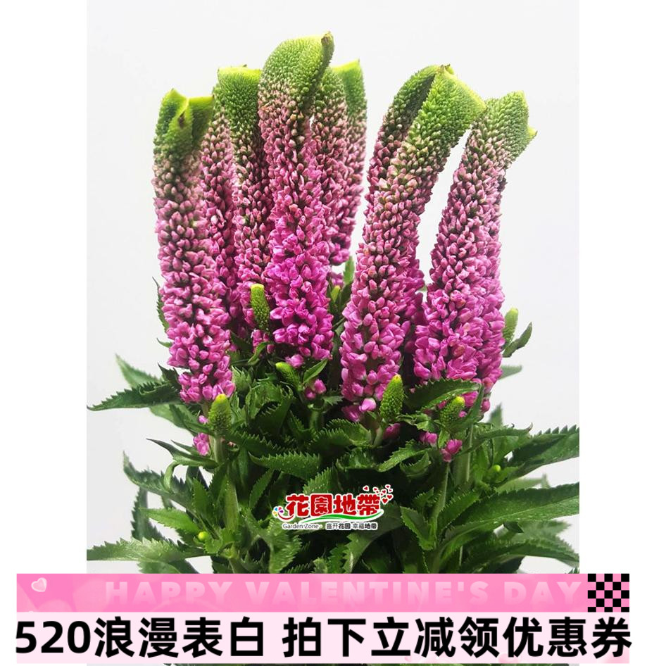 鼠尾草荷兰狐尾鲜切花家庭办公室瓶插花婚礼配花北京同城鲜花速递