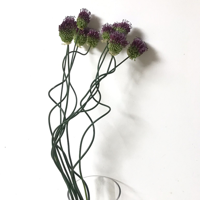 北京同城速递迷你葱花水养花期长