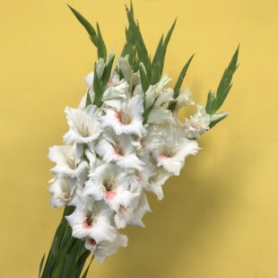 剑兰鲜花阿贾克斯水培瓶插花阿迪娜粉色小清新节节高家庭鲜花同城