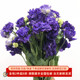 深紫波浪龙胆鲜花家庭生活洋桔梗瓶插花爱情生日礼物北京同城速递