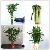 富贵竹水培办公室插花家庭客厅水养罗汉竹净化空气转运弯竹花期长
