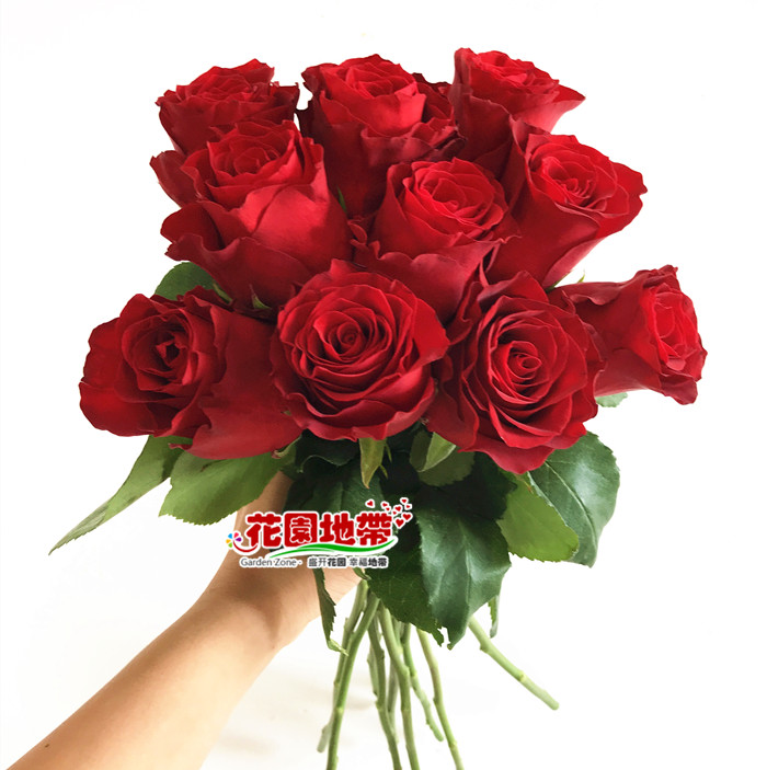 进口红玫瑰罗德室内水养情人节七夕生日表白鲜花礼物北京同城速递
