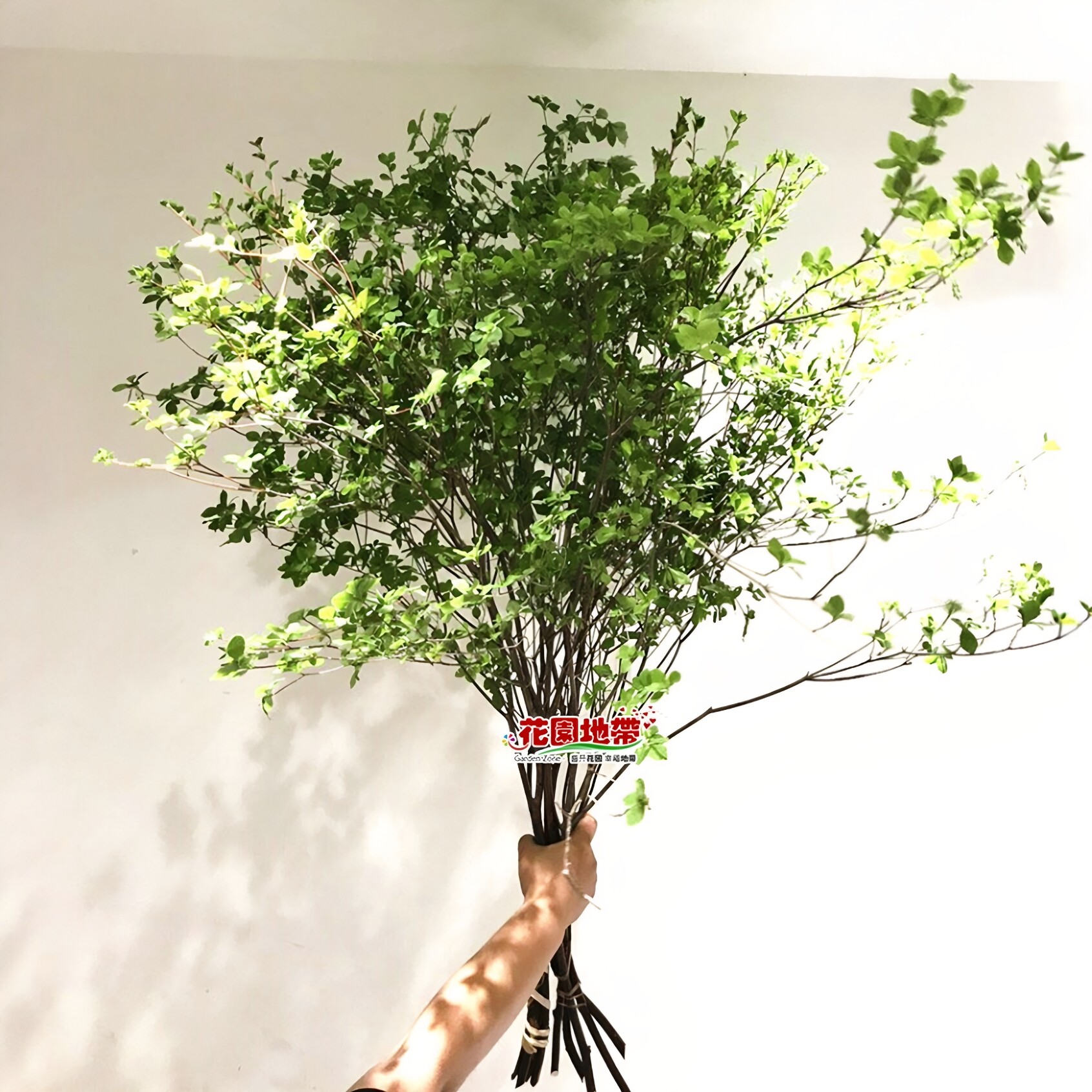 吊钟鲜切枝 绿叶节高端植物 水培森系插花艺术简约风格 净化空气